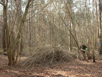 Działania w ramach czynnej ochrony pełnika europejskiego w PPK., 